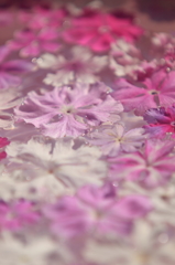 花便り　- 水盤の桜草 -