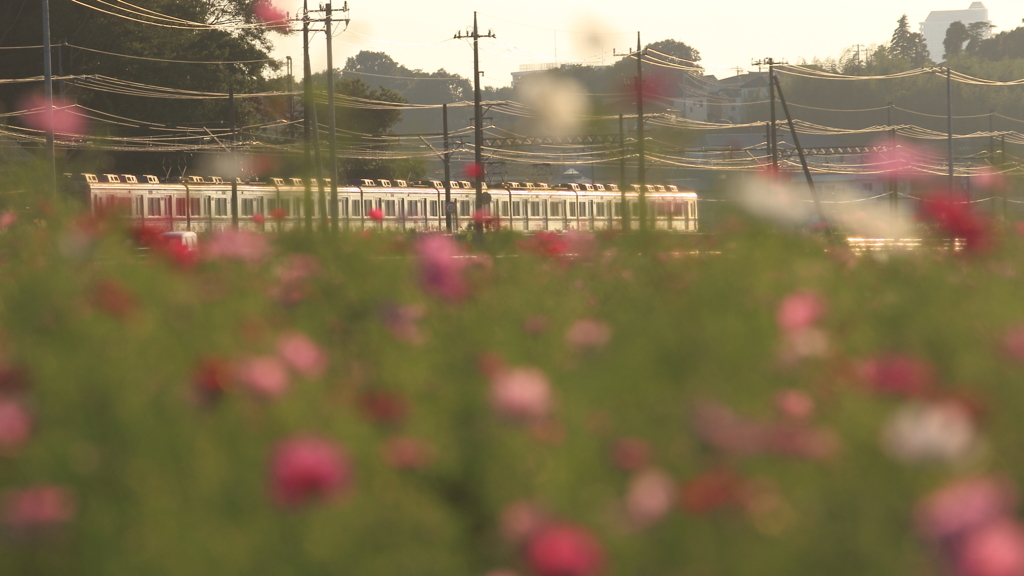 街の情景　- 秋桜電車 -