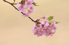 花便り　- 浅黄の河津桜 -