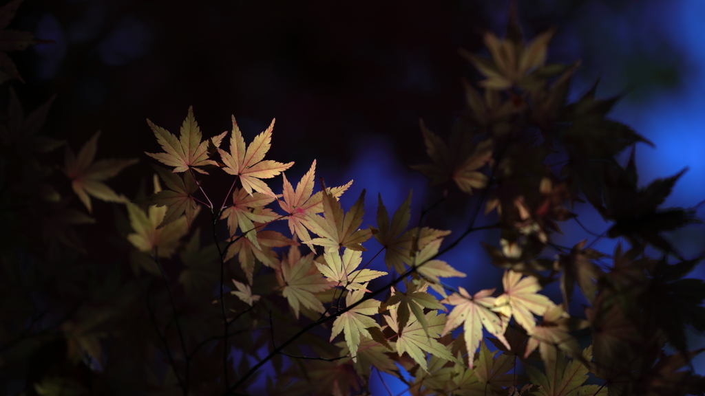 花便り　- 愁いの黄葉もみじ -