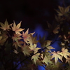 花便り　- 愁いの黄葉もみじ -