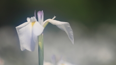 花便り　- 孤高の花菖蒲 -