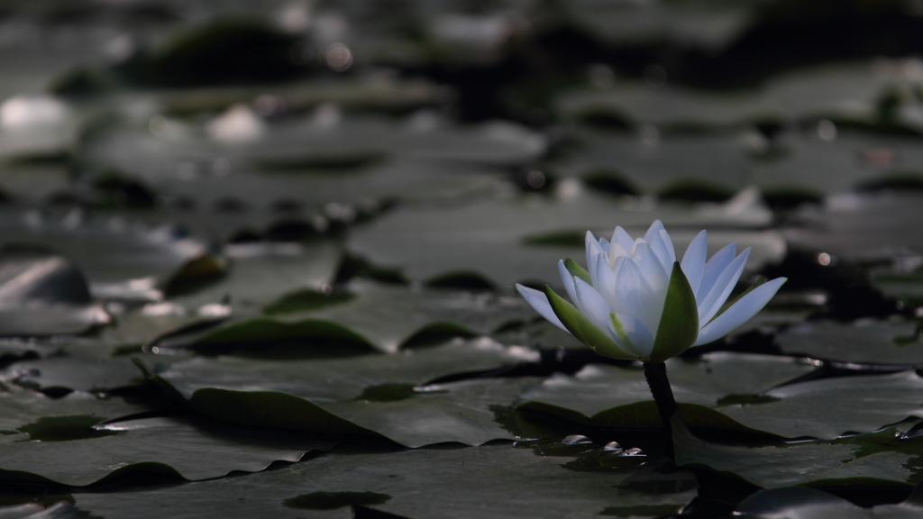 花便り　- 秋の睡蓮 -