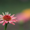 花便り　- 幸福を招く花 -