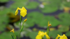 花便り　- 水辺の黄華 -