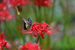 生き物写真館　- 揚羽と曼殊沙華 -