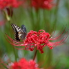 生き物写真館　- 揚羽と曼殊沙華 -