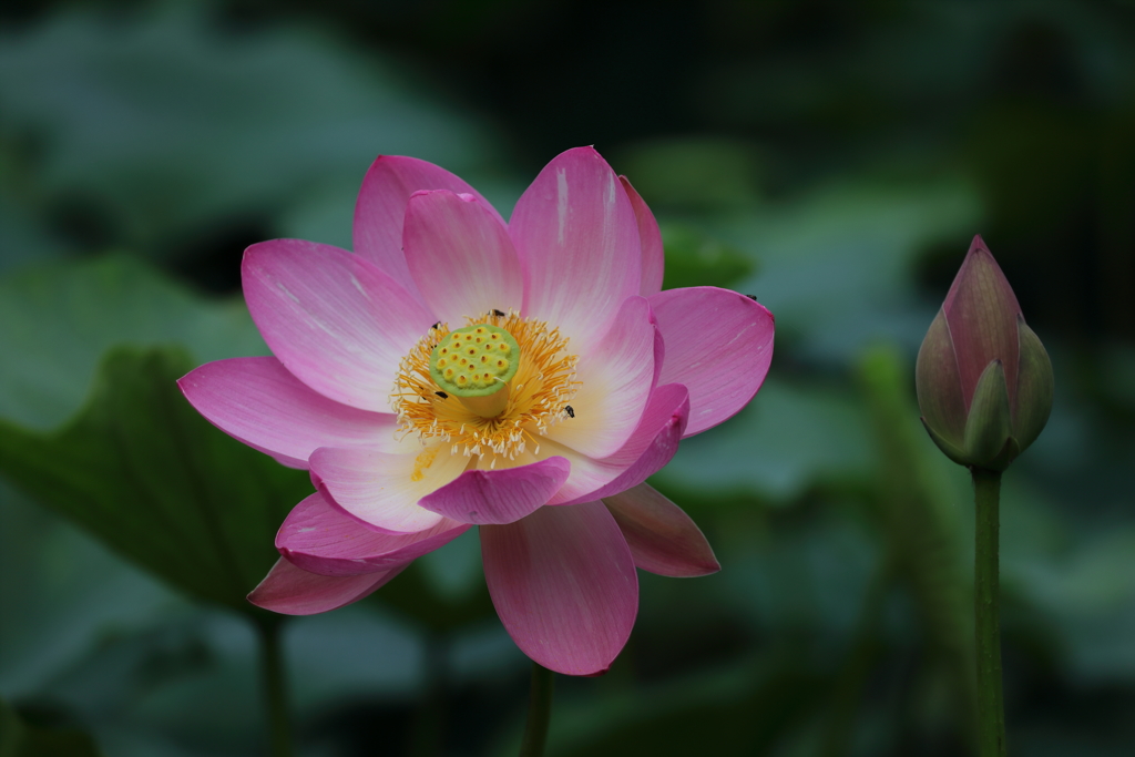 花便り　- 大賀蓮のはしり -