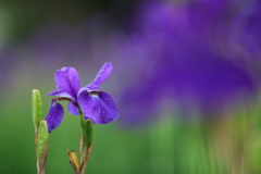 花便り　- 高貴な紫 -