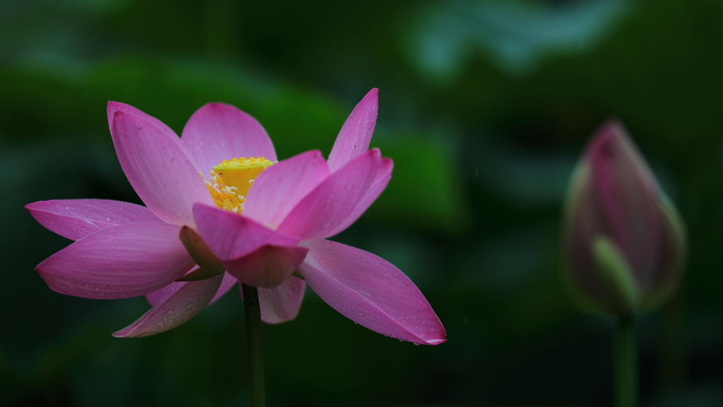 花便り　- しっぽりと咲く -