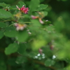 花便り　- 宮城の萩 -