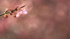 花便り　- 退紅の河津桜 -