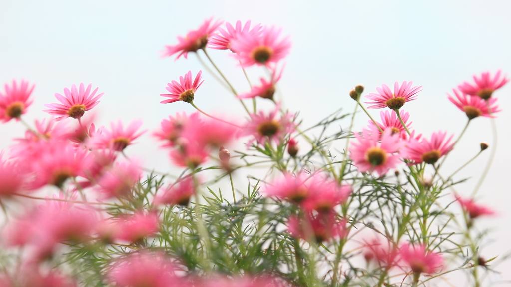 花便り　- 一足お先の春気分 -