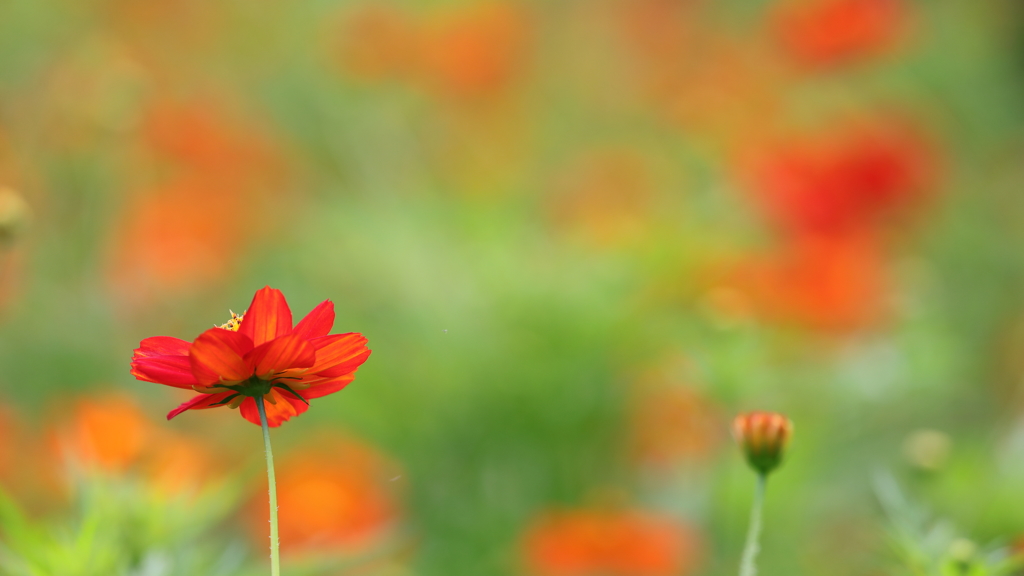 花便り　- 華やぎの紅 -