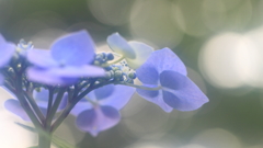 花便り　- 梅雨の合間の晴れた日に -