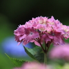 花便り　- 優彩 -