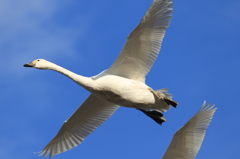 白鳥の郷　- 頭上の飛翔 -