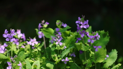 花便り　- 麗しき紫花 -