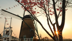 印旛沼・風車　- 桜と光条と -