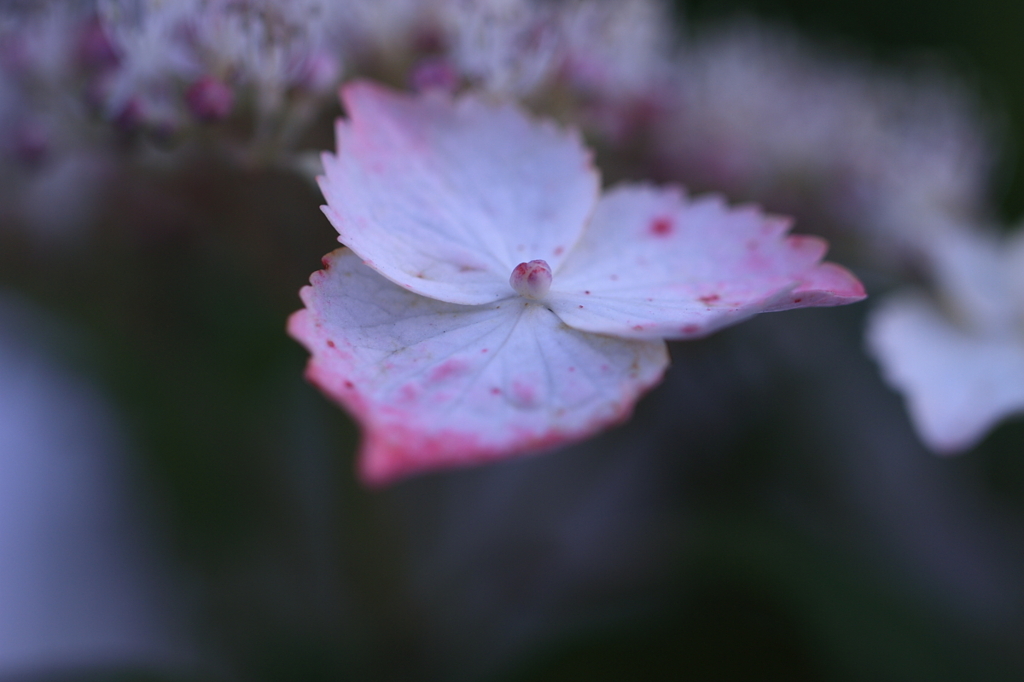紫陽花　（７）