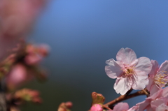河津桜（１）