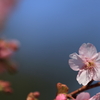 河津桜（１）