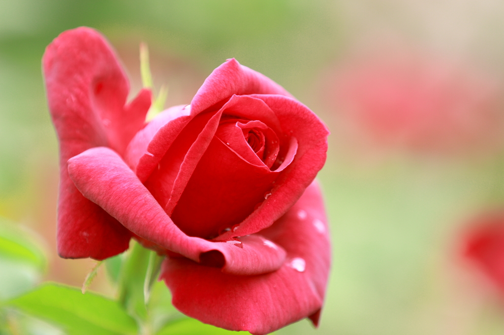 薔薇　（３）