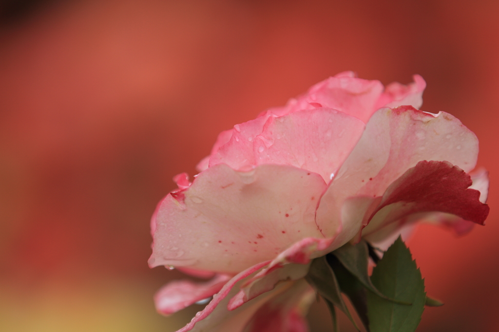 薔薇　（９）