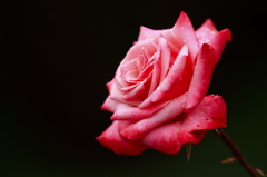 Rose - Scarlet in a dark -
