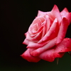 Rose - Scarlet in a dark -
