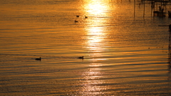 印旛沼・朝景　- 黄金の水面を泳ぐ -