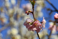 桜　- 河津桜と白梅 -