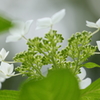 花便り　- 初夏の白と緑 Ⅱ -