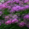 花便り　- 多重紫陽花 -