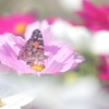 生き物写真館　- コスモス花壇のヒメアカタテハ -