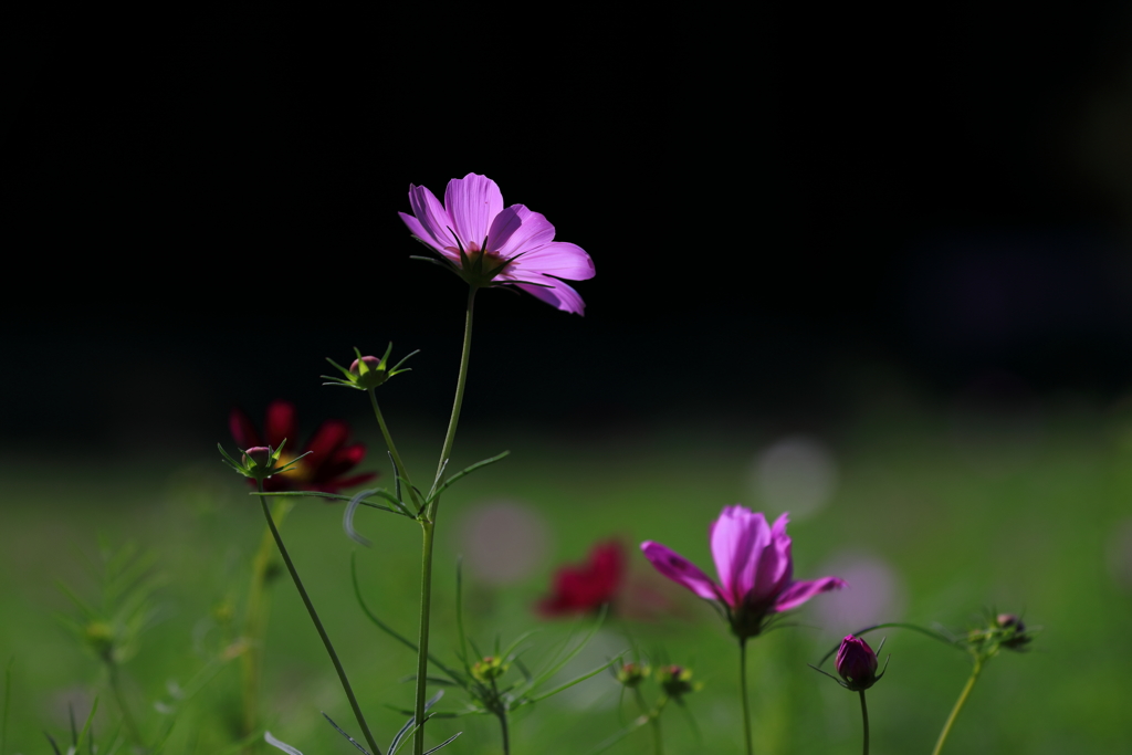 花便り　- 秋の光を浴びて咲く -