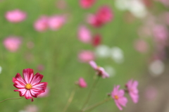 花便り　- ピコティ咲きでこんにちは -