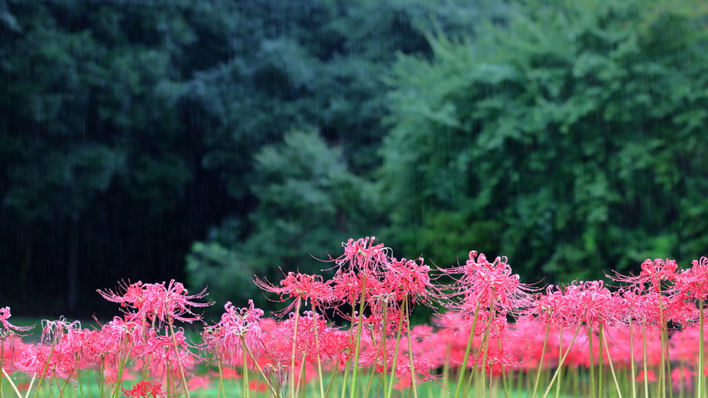 花便り　- 雨中の彼岸花 -