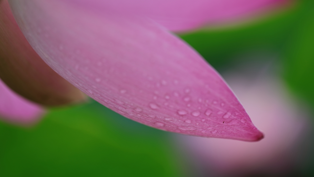 花便り　- ピンクフィルターから見る雨粒 -