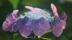 花便り　- 賑わう蕊たち -