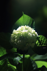 花便り　- 輝く白紫陽花 -