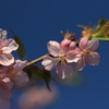 花便り　- 春の微笑 -