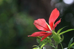 花便り　- 紅葉葵 -