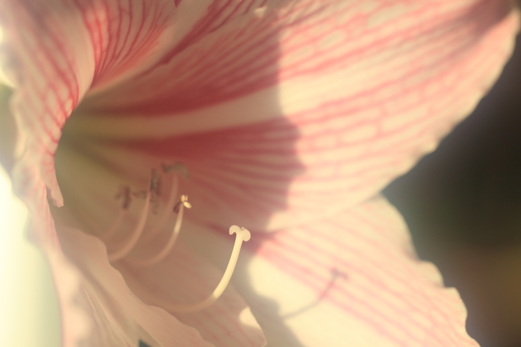 花便り　- 春めく花芯 -