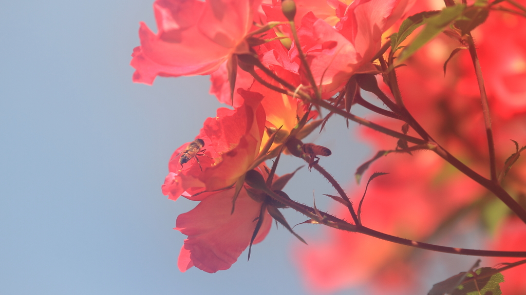花便り　- 春薔薇の蜜を求めて -
