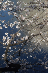 花便り　- 田安門の桜 -