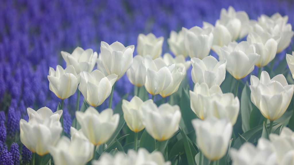 花便り　- 清新な白と青 -