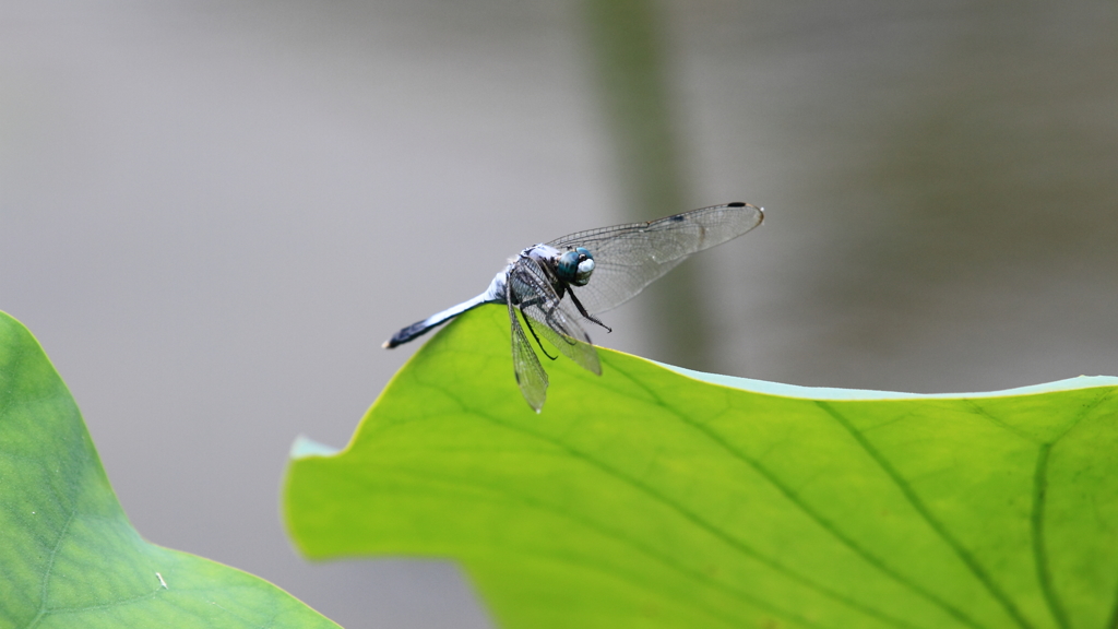 生き物写真館　- 蓮池の塩辛蜻蛉 -