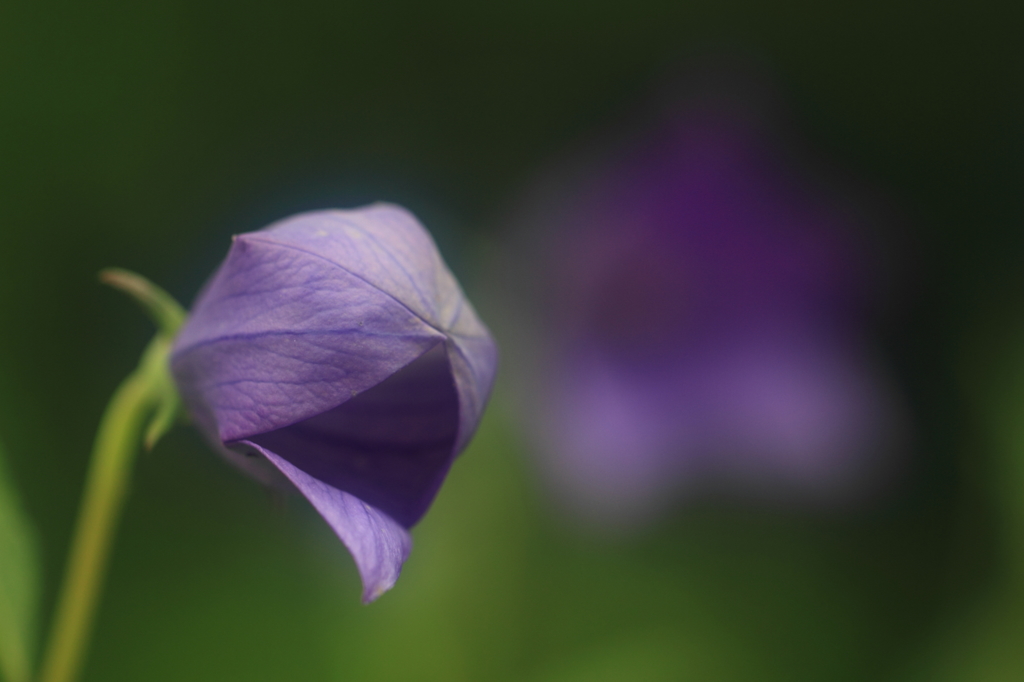 花便り　- アインシュタイン風に -