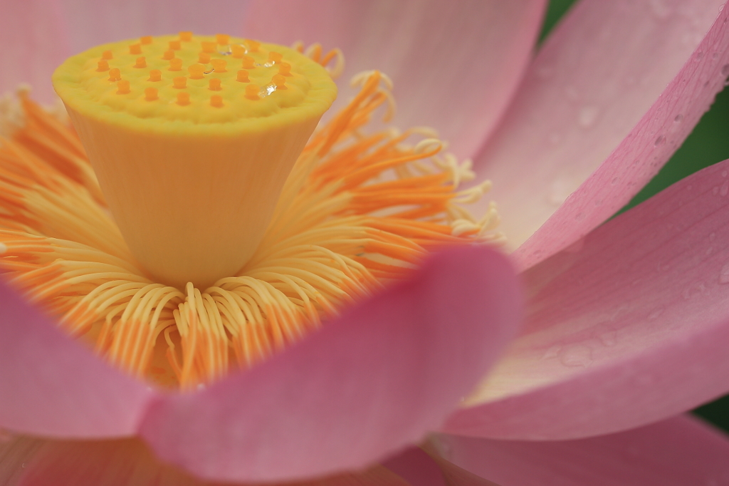 花便り　- 花托から果托へ -